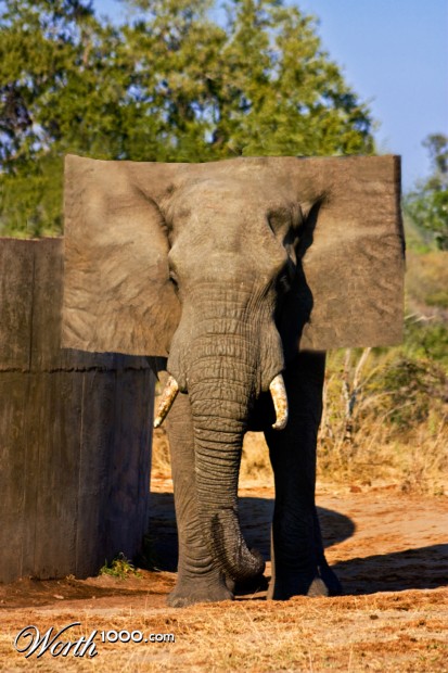 Photoshop Design by BiggDaddyO