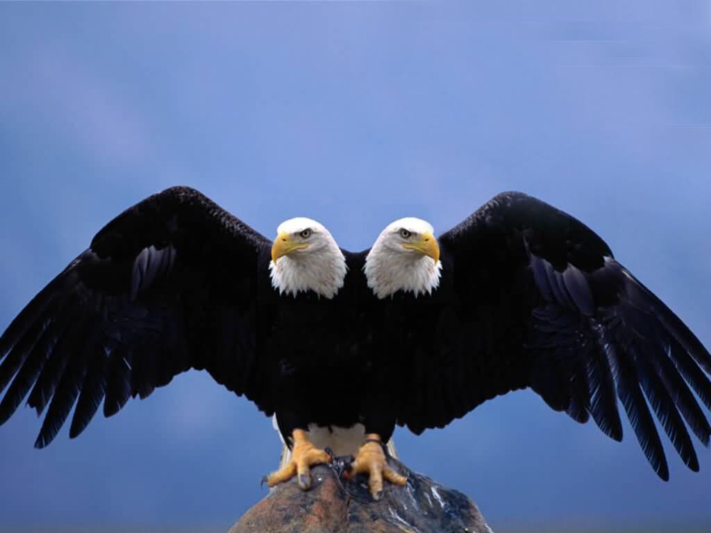 Photoshop Design by mdali2020 for DesignCrowd (Community Contests) | Design #8942207