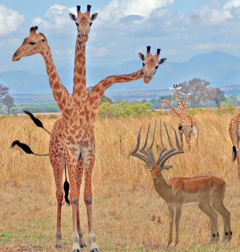 Design Photoshop par jaca1984 pour DesignCrowd (Community Contests) | Design #8942304