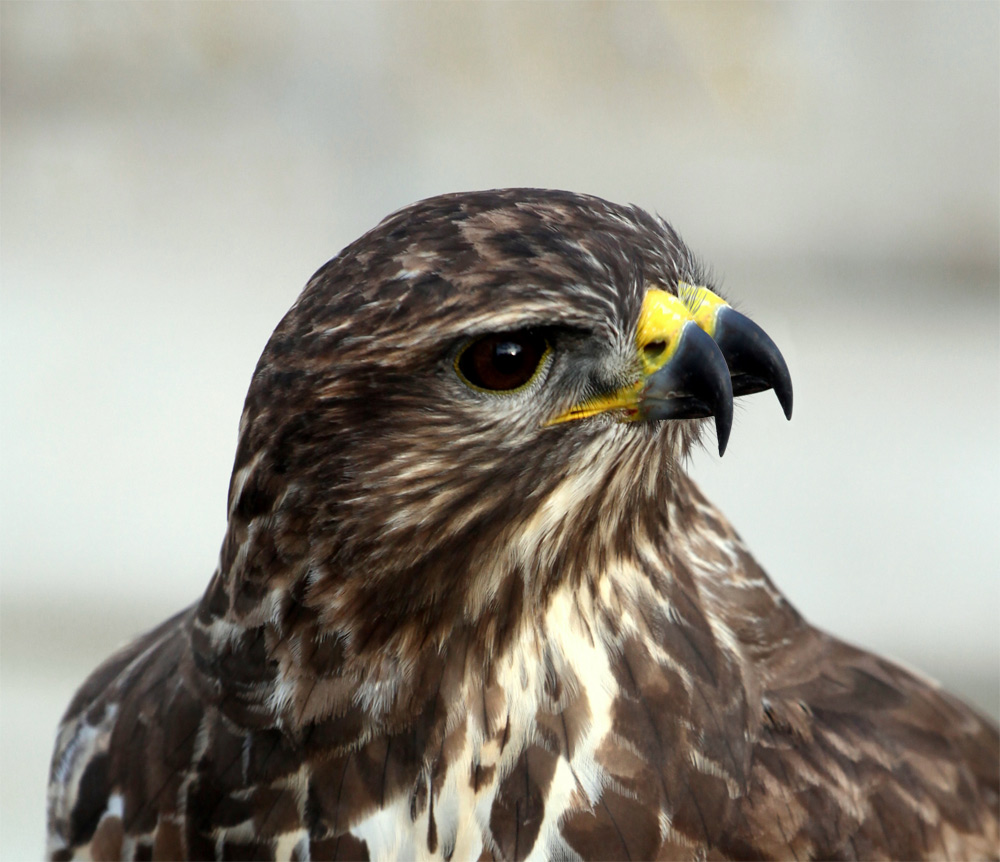 Design Photoshop par stormr pour DesignCrowd (Community Contests) | Design #8942289