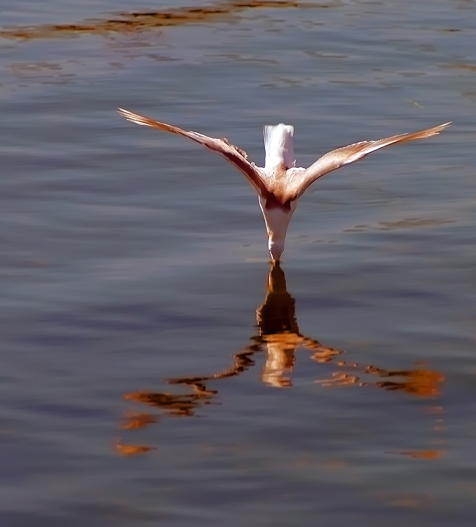 Photography by frankacaba for DesignCrowd (Community Contests) | Design #8941999