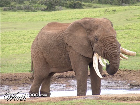 Photoshop Design by blazer21