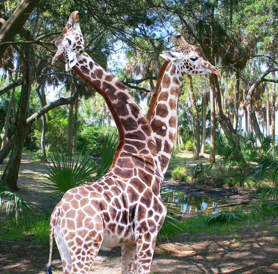 Photoshop Design by mikemuggles for DesignCrowd (Community Contests) | Design #8942358