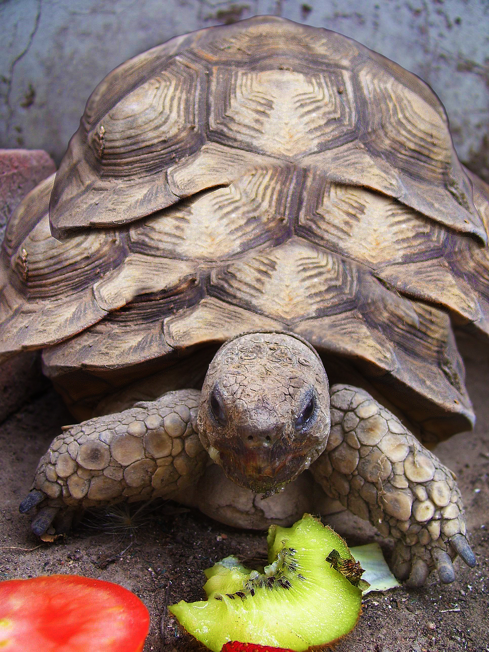 Photoshop Design by allstate for DesignCrowd (Community Contests) | Design #8942382