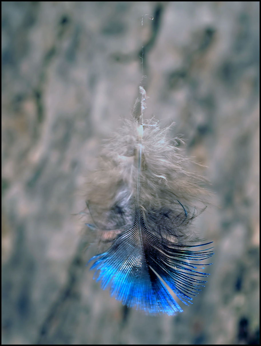 Fotografie von Isabella2006 für DesignCrowd (Community Contests) | Design #8939214