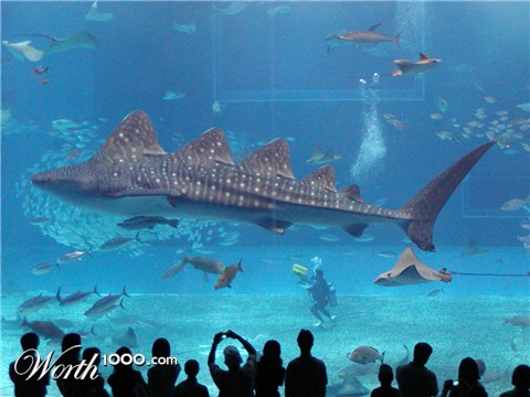 Photoshop Design by crippled5