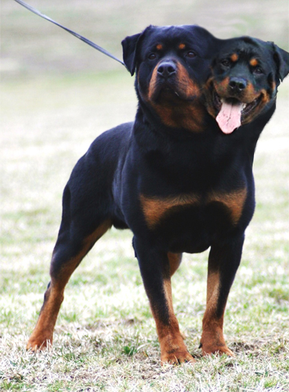 Photoshop Design by slopuc for DesignCrowd (Community Contests) | Design #8942529