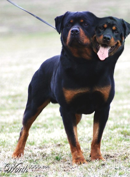 Photoshop Design by slopuc