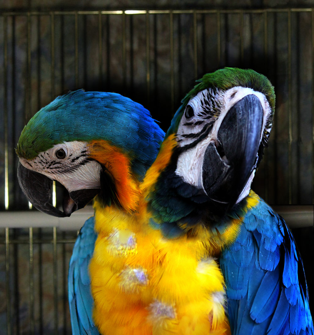 Diseño de Photoshop por JonathanAnderson para DesignCrowd (Community Contests) | Diseño #8942520