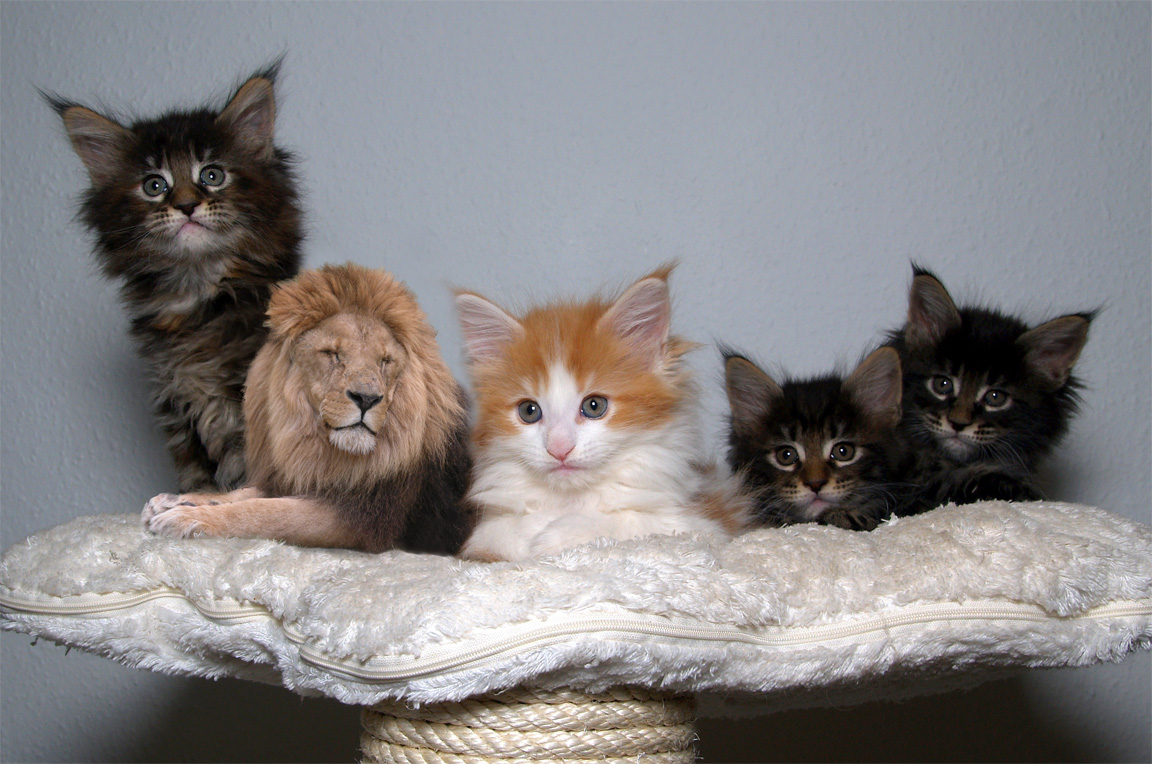 Photoshop-Design von jrsoares für DesignCrowd (Community Contests) | Design #8946187