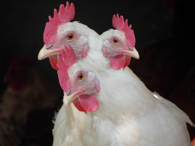 Diseño de Photoshop por Invision para DesignCrowd (Community Contests) | Diseño #8942470