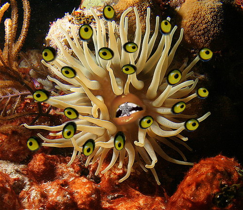 Photoshop Design by fawania for DesignCrowd (Community Contests) | Design #8942768