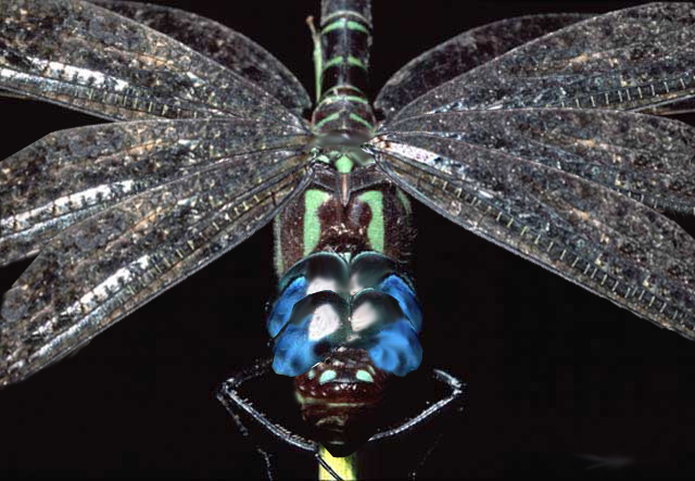 Photoshop-Design von Maquesta für DesignCrowd (Community Contests) | Design #8942463