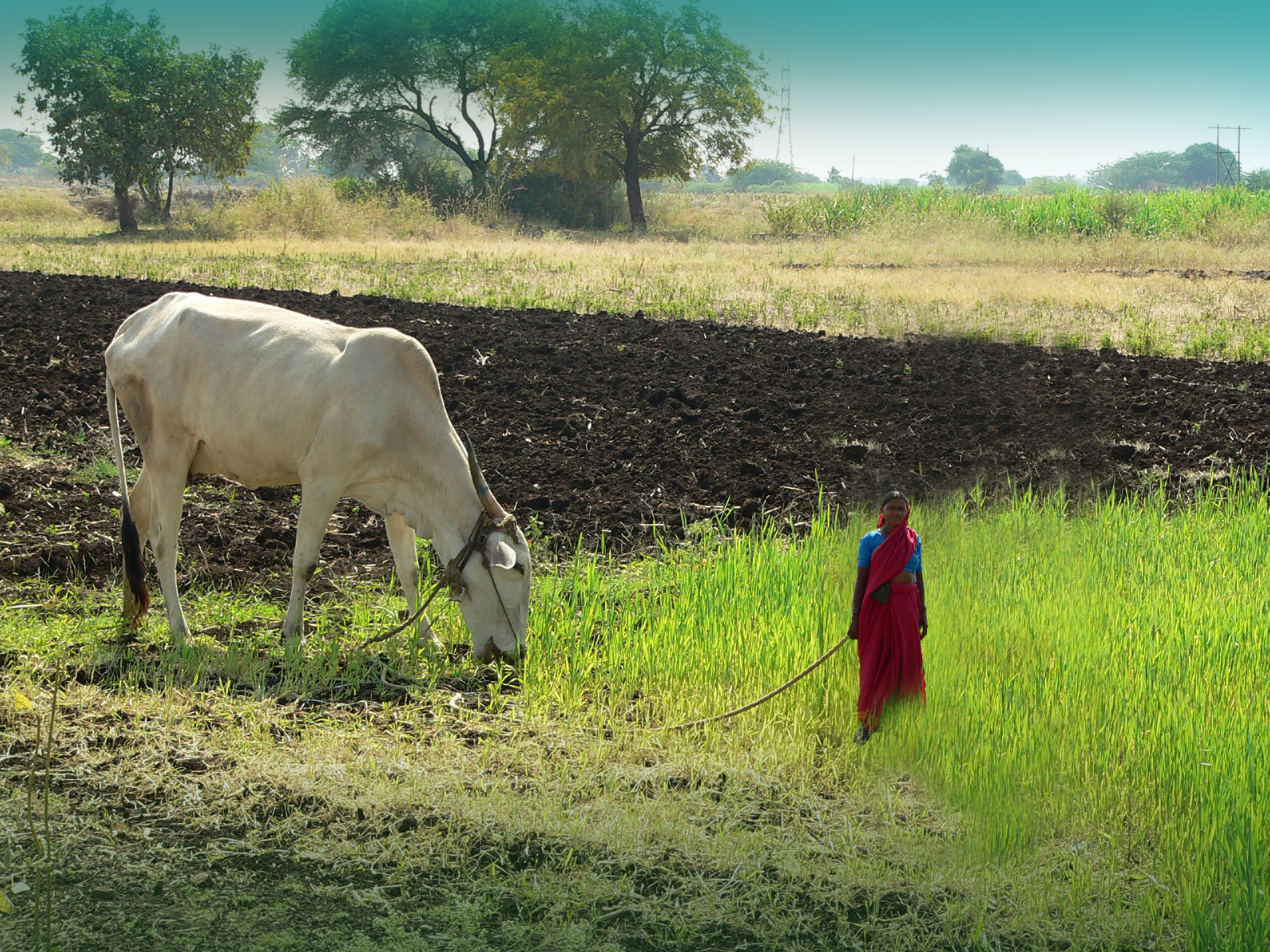 Diseño de Photoshop por mediagraphik para DesignCrowd (Community Contests) | Diseño #8946265