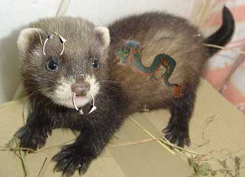 Photoshop Design by DarkAngle2 for DesignCrowd (Community Contests) | Design #8946003