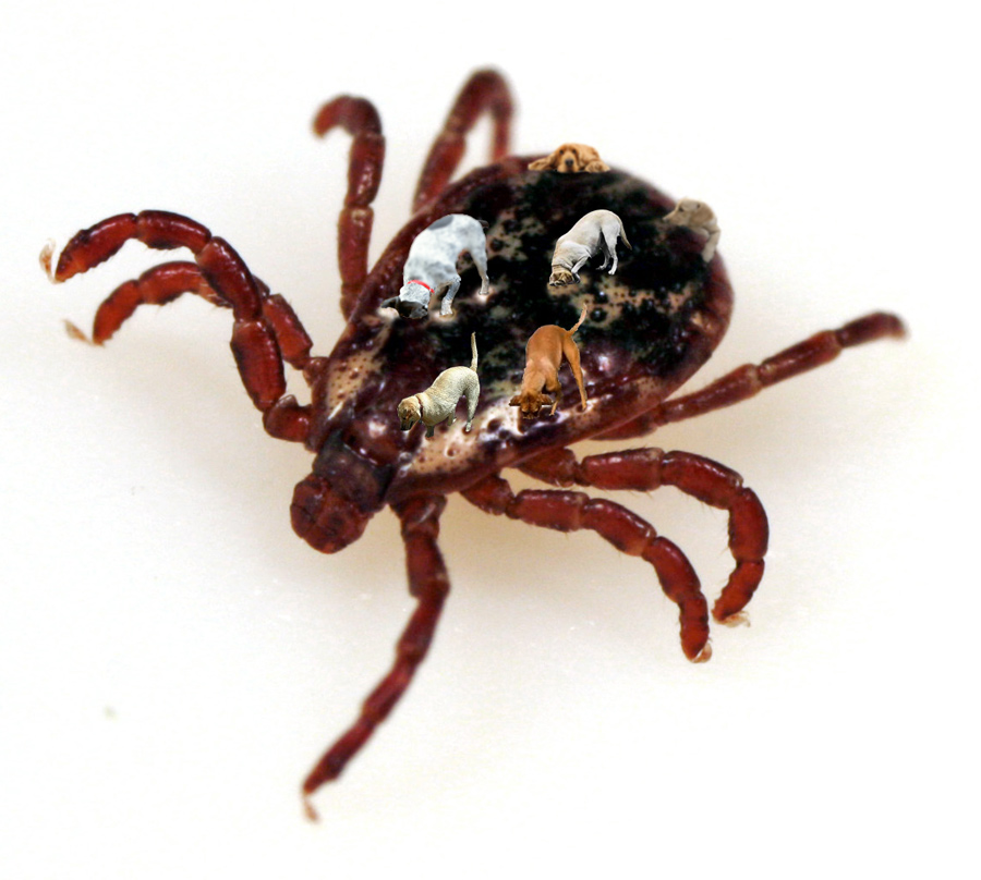 Design Photoshop par PeterAAAWelch pour DesignCrowd (Community Contests) | Design #8946310