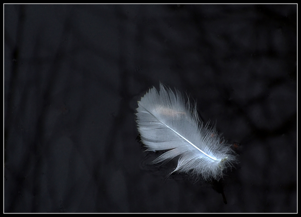 Photography by essjaynz for DesignCrowd (Community Contests) | Design #8939394