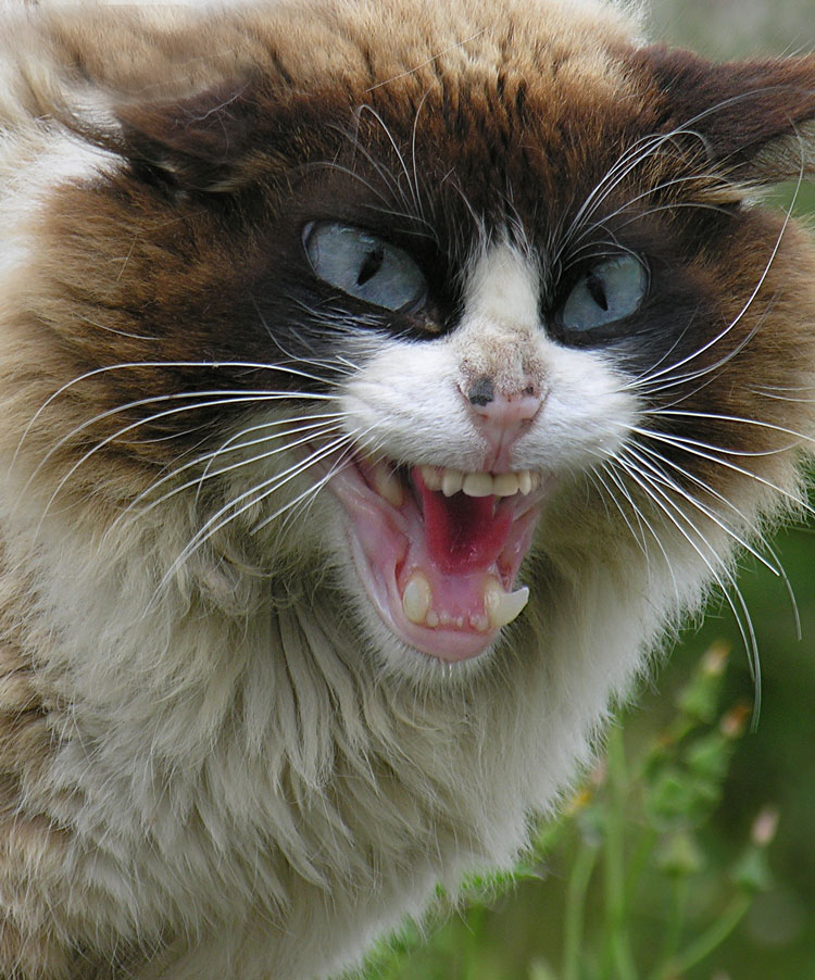 Photoshop-Design von ilovekarate für DesignCrowd (Community Contests) | Design #8938168