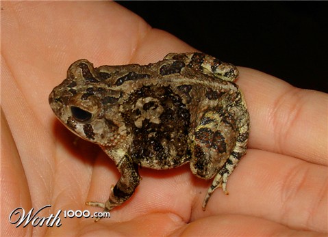 Photoshop Design by worldtraveler666