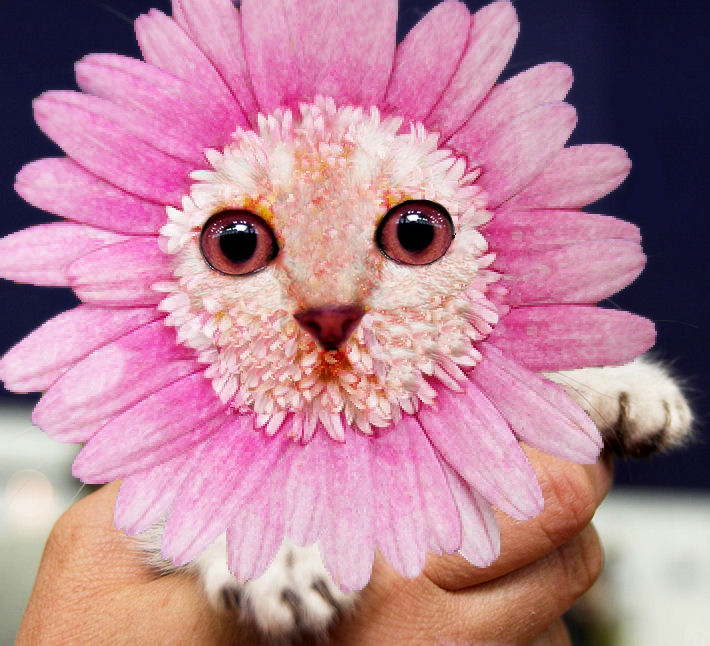 Photoshop Design by MissDoLL for DesignCrowd (Community Contests) | Design #8941585