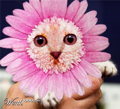 Photoshop Design by MissDoLL