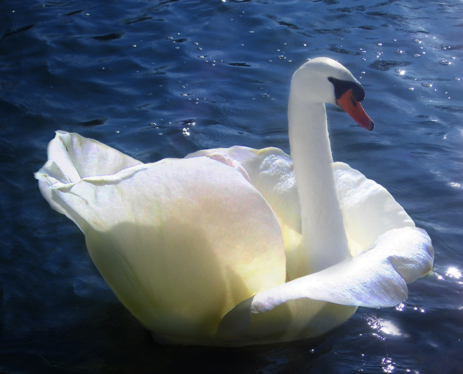 Photoshop Design by castiza for DesignCrowd (Community Contests) | Design #8941592