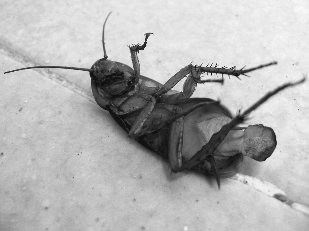 Photoshop Design by urnmns for DesignCrowd (Community Contests) | Design #8944579