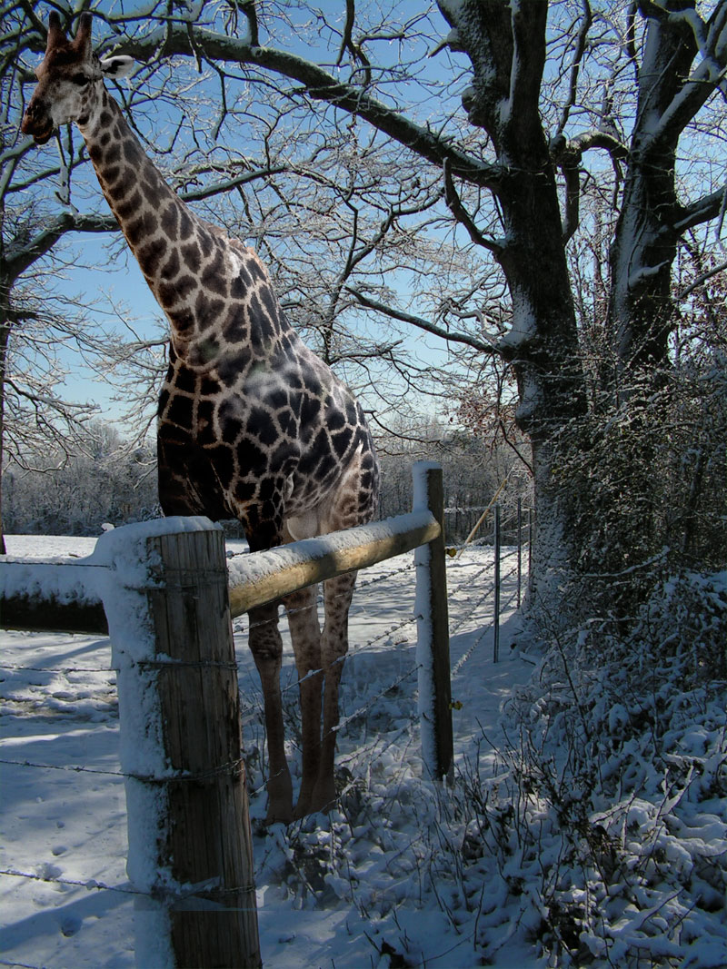 Photoshop Design by Jenzen for DesignCrowd (Community Contests) | Design #8945322