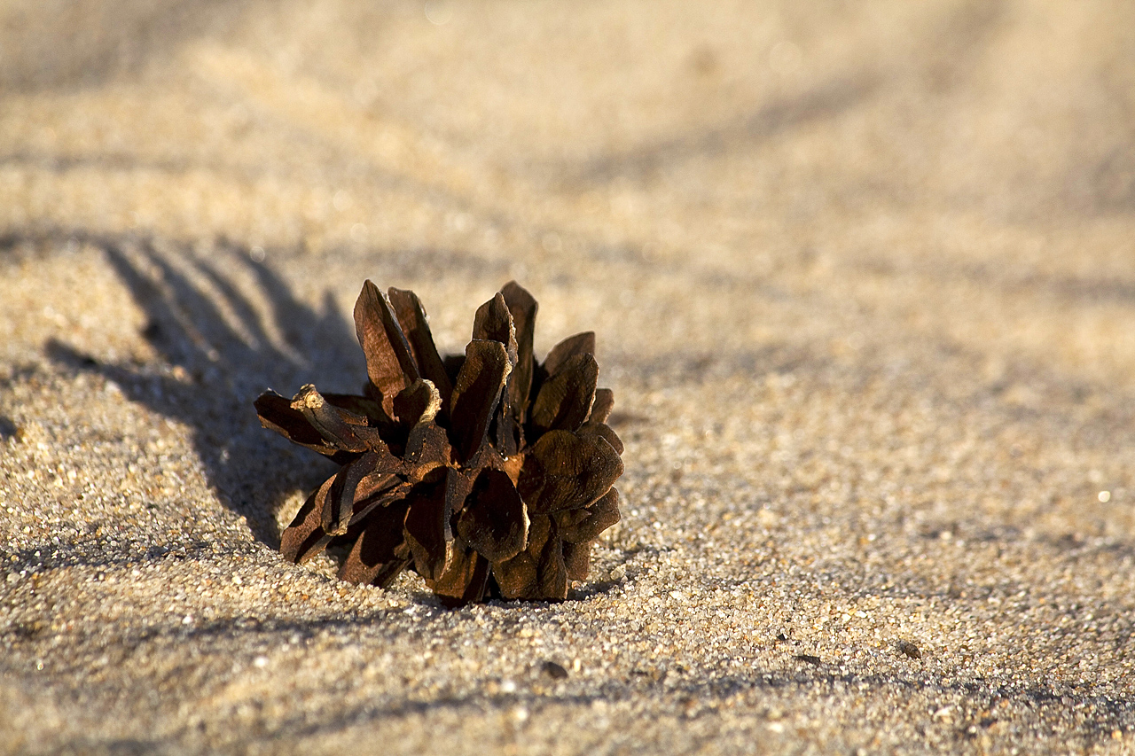 Photography by ZZonee for DesignCrowd (Community Contests) | Design #8938057