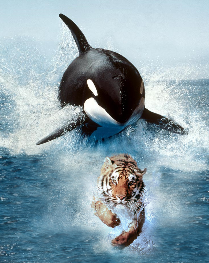 Design Photoshop par Kjirka pour DesignCrowd (Community Contests) | Design #8945419