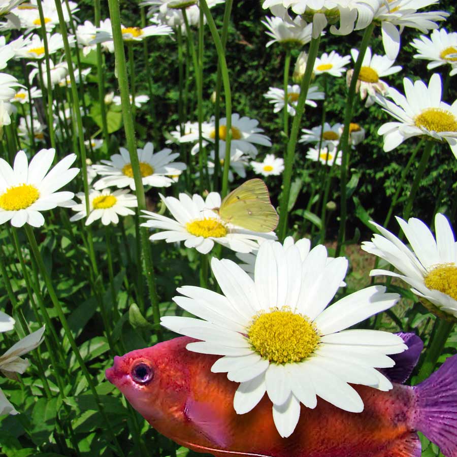 Design Photoshop par janefrog pour DesignCrowd (Community Contests) | Design #8945362