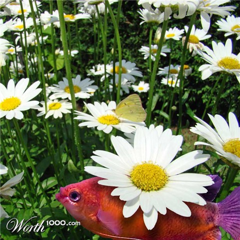 Photoshop Design by janefrog