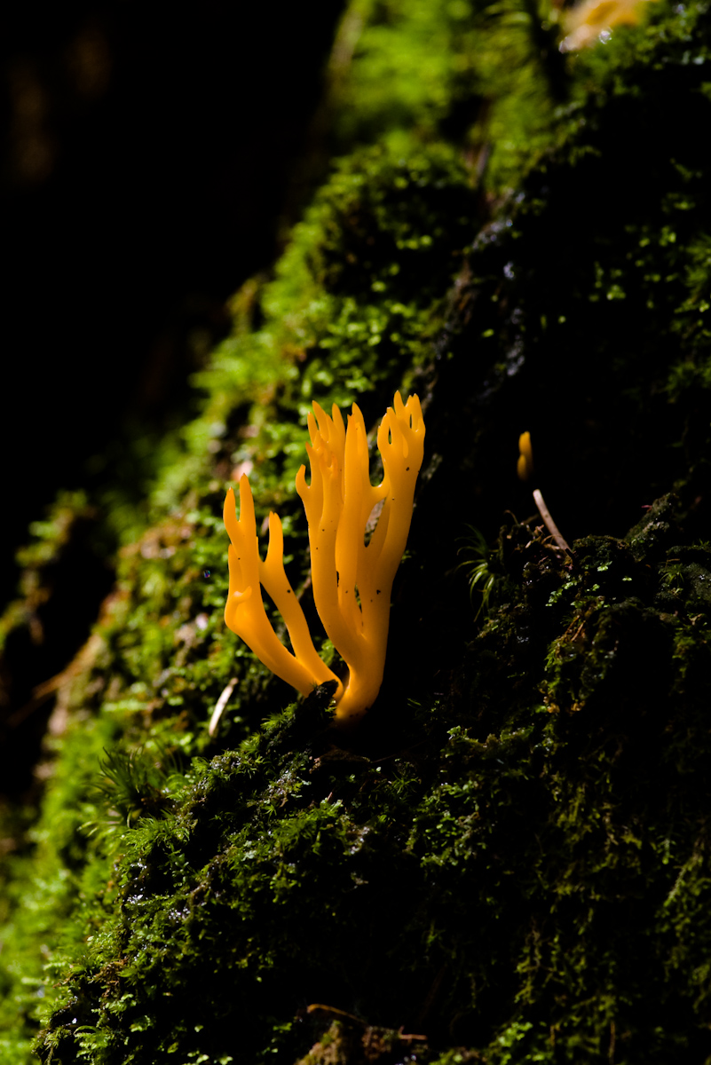 Fotografie von BlackSwanf4u für DesignCrowd (Community Contests) | Design #8938065