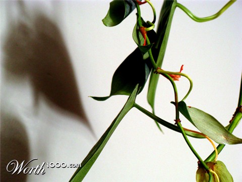 Photography by greenpuppet