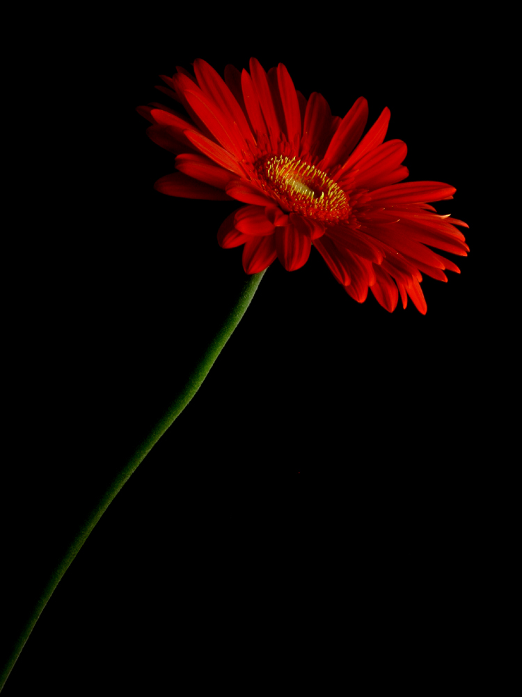 Fotografie von sodigece für DesignCrowd (Community Contests) | Design #8938045