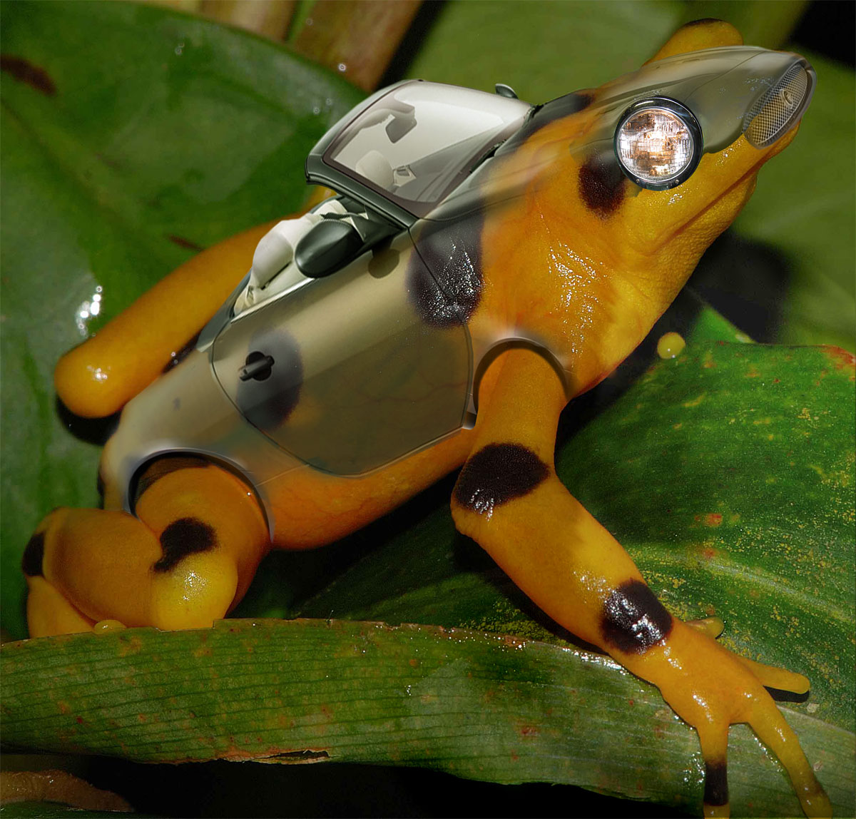 Photoshop Design by phoneymoon for DesignCrowd (Community Contests) | Design #8941772