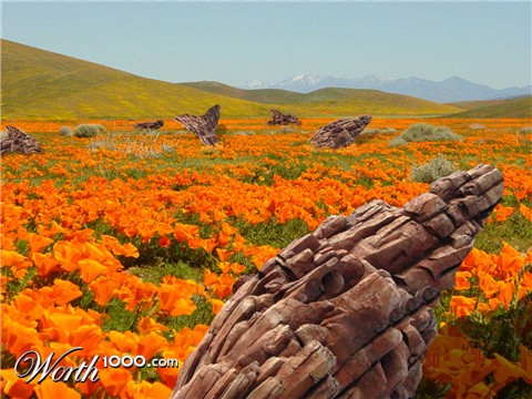 Photoshop Design by DolmaCat