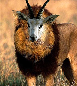 Photoshop-Design von Chalo890 für DesignCrowd (Community Contests) | Design #8941656