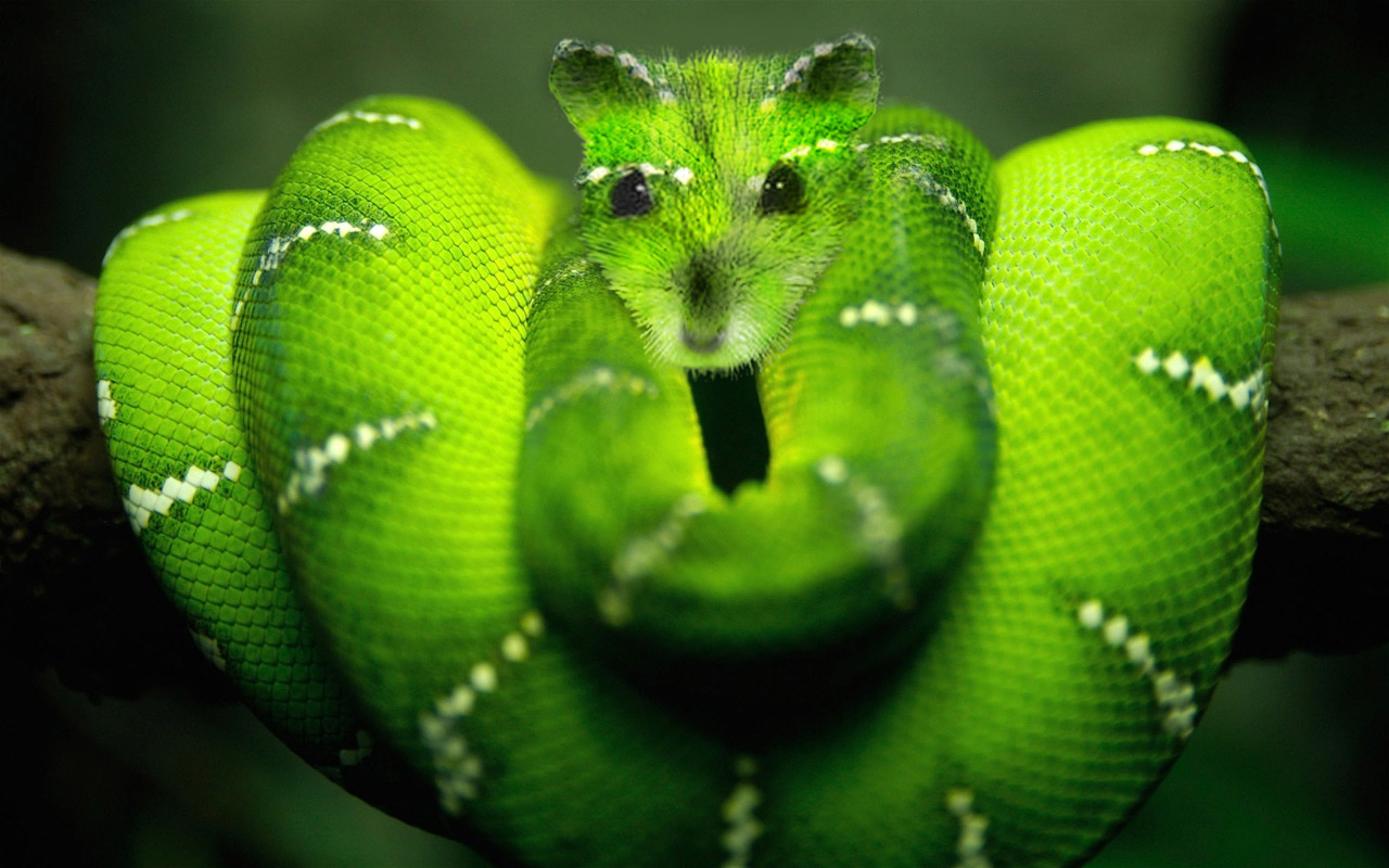 Photoshop Design by doublexl for DesignCrowd (Community Contests) | Design #8941660