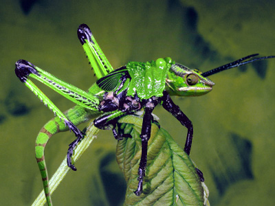 Photoshop Design by acidrain0117 for DesignCrowd (Community Contests) | Design #8941665