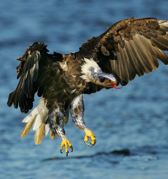 Photoshop Design by dennisr for DesignCrowd (Community Contests) | Design #8941697