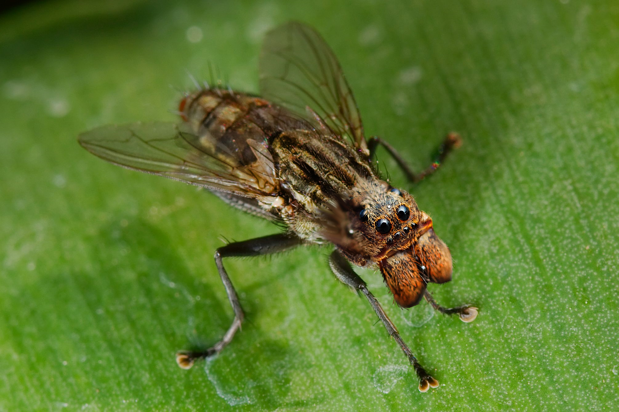 Diseño de Photoshop por swichone para DesignCrowd (Community Contests) | Diseño #8941700