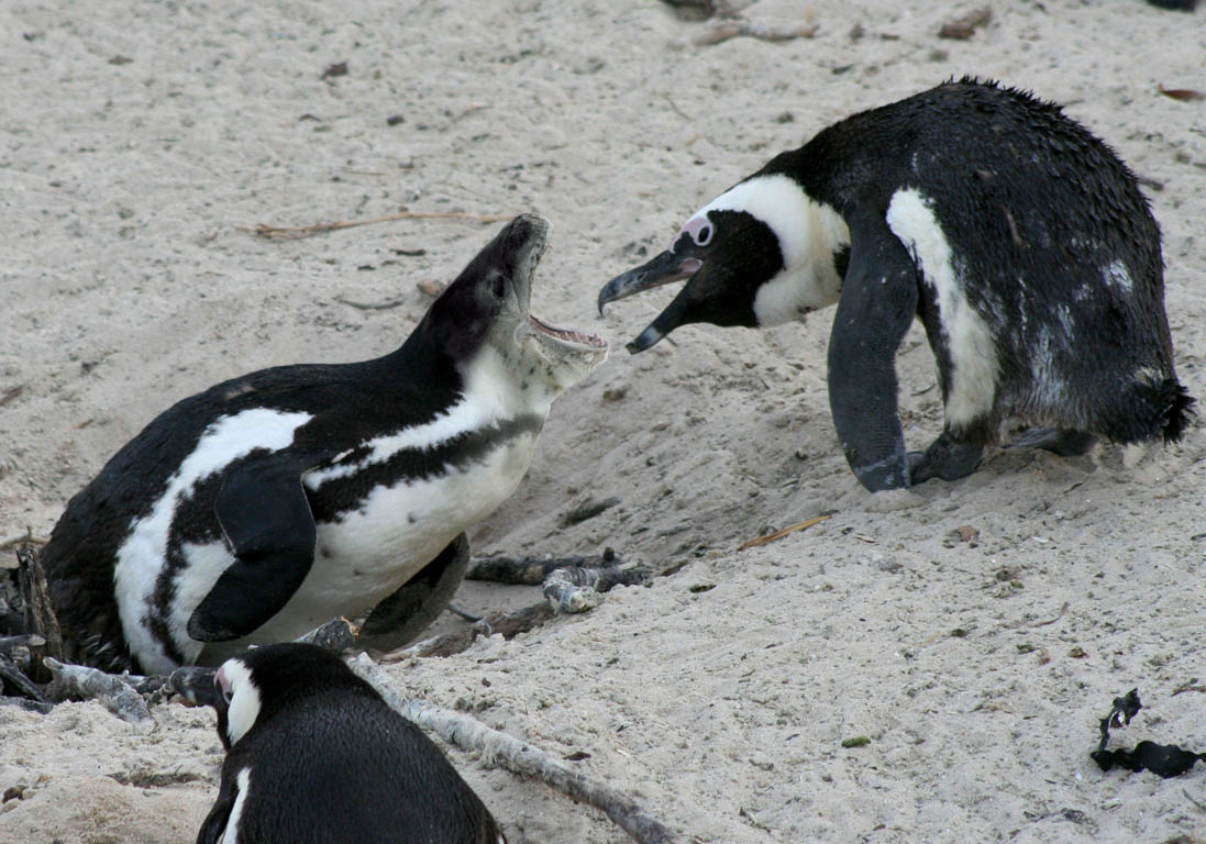 Photoshop Design by cerberus25 for DesignCrowd (Community Contests) | Design #8941760