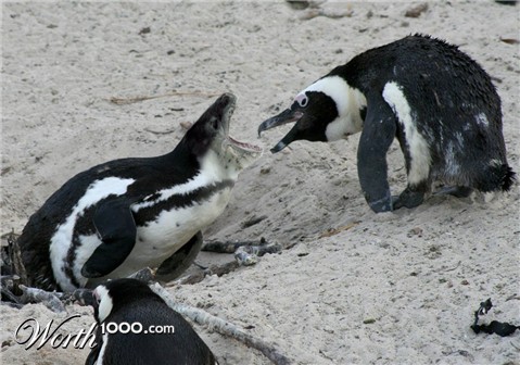 Photoshop Design by cerberus25