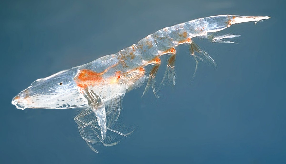 Photoshop Design by Belgabor for DesignCrowd (Community Contests) | Design #8941753