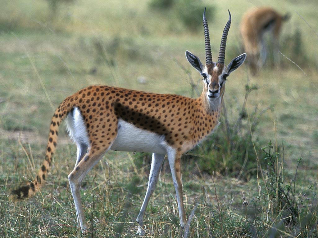 Photoshop Design by Sa3kBZH for DesignCrowd (Community Contests) | Design #8941729