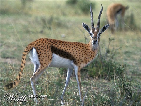 Photoshop Design by Sa3kBZH