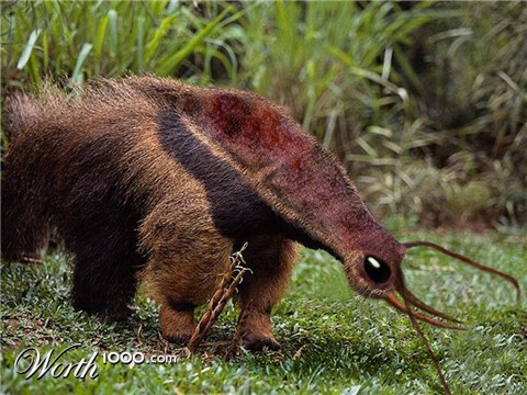 Photoshop Design by zang80