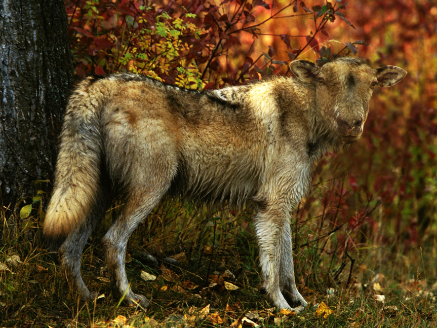 Design Photoshop par Kjirka pour DesignCrowd (Community Contests) | Design #8941740