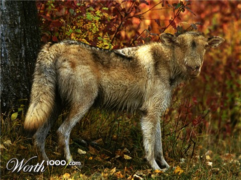 Photoshop Design by Kjirka